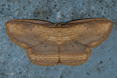Drapetodes mitaria