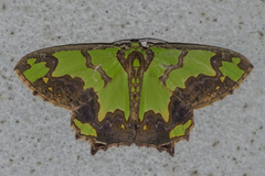 Agathia hemithearia