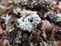 Menegazzia globulifera