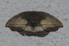 Leucoblepsis