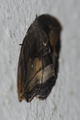 Leucoblepsis