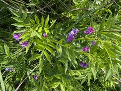 Lathyrus komarovii
