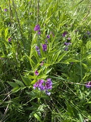 Lathyrus komarovii