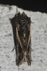 Thysanoplusia lectula