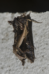 Thysanoplusia lectula