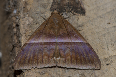 Parallelia correctata