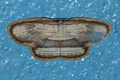 Drapetodes fratercula