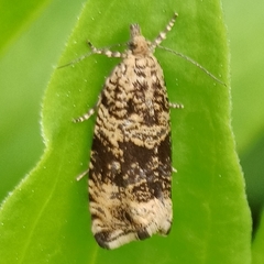 Syricoris