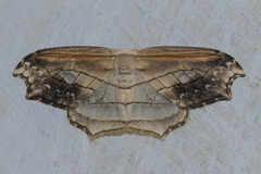 Leucoblepsis excisa