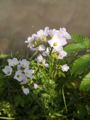 Cardamine pratensis