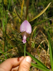 Cleistesiopsis divaricata