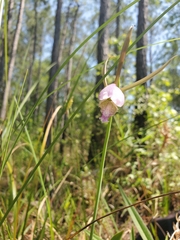 Cleistesiopsis divaricata