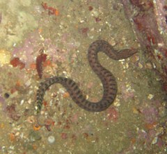 Gymnothorax zonipectis