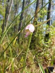 Cleistesiopsis divaricata