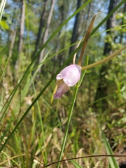 Cleistesiopsis divaricata