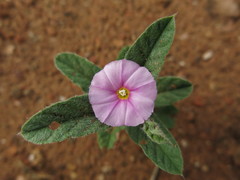 Polymeria