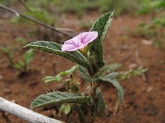 Polymeria