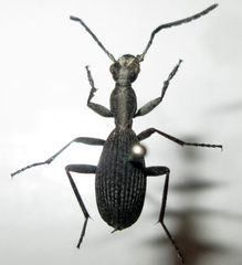 Cypholoba