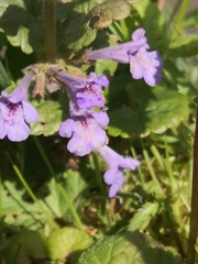 Glechoma hederacea