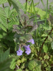 Glechoma hederacea