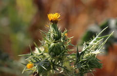 Scolymus maculatus