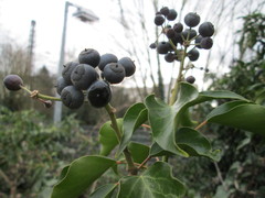 Hedera helix