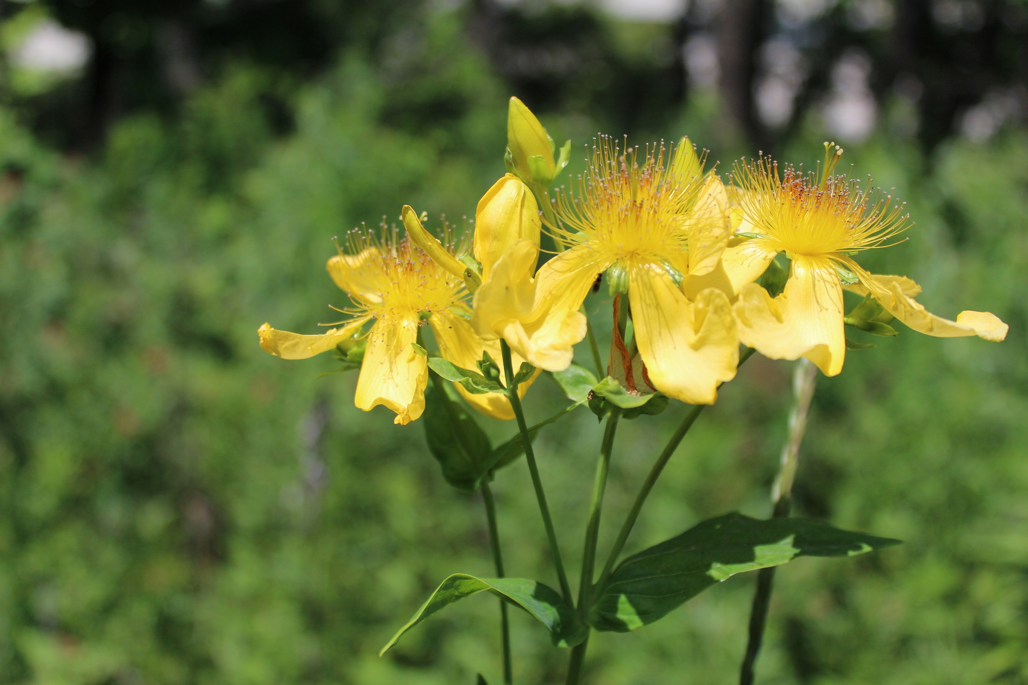 Hypericum ascyron
