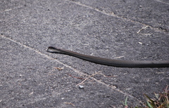 Coluber constrictor latrunculus