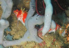 Cirrhitichthys falco