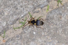 Pheropsophus jessoensis