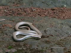 Liopeltis tricolor