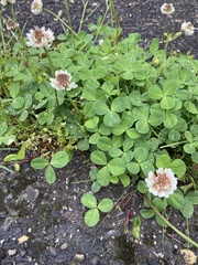 Trifolium repens