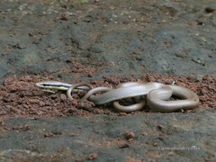 Liopeltis tricolor