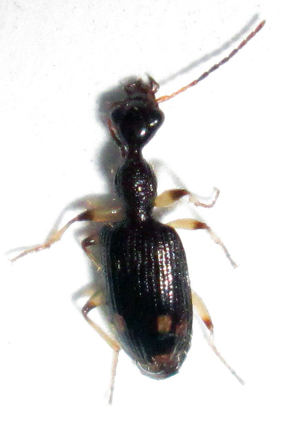Lachnothorax