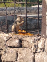 Funambulus pennantii