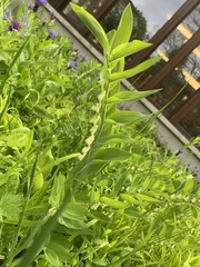 Polygonatum multiflorum