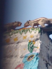 Funambulus pennantii