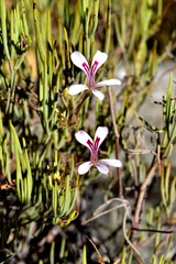 Pelargonium laevigatum oxyphyllum