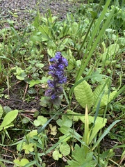 Ajuga reptans