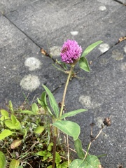 Trifolium pratense