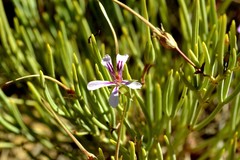 Pelargonium laevigatum oxyphyllum