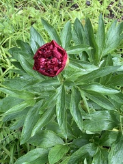 Paeonia