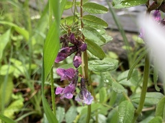 Vicia sepium