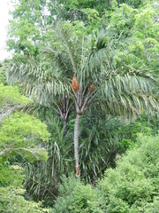 Astrocaryum tucuma