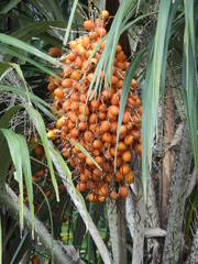 Astrocaryum tucuma
