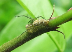 Oxyopes javanus