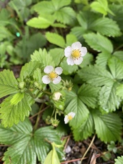 Fragaria vesca