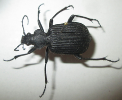 Calosoma planicolle