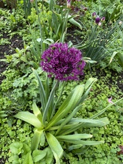 Allium