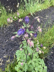 Aquilegia vulgaris